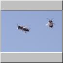 Andrena vaga - Weiden-Sandbiene 28 - Sandgrube Niedringhaussee.jpg